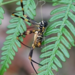 Trichonephila edulis at Moruya, NSW - 11 Mar 2024