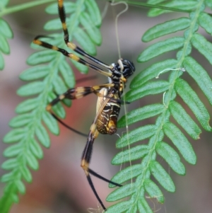 Trichonephila edulis at Moruya, NSW - 11 Mar 2024