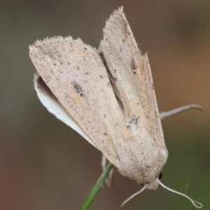 Mythimna (Pseudaletia) convecta at Moruya, NSW - 11 Mar 2024