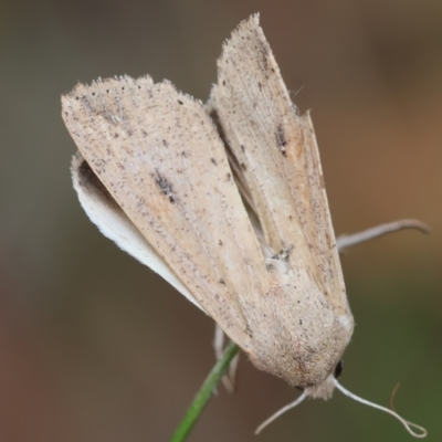 Mythimna (Pseudaletia) convecta (Common Armyworm) at Broulee Moruya Nature Observation Area - 11 Mar 2024 by LisaH