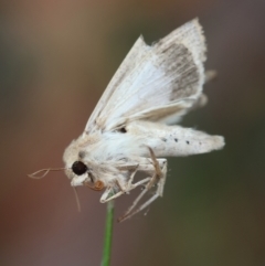 Mythimna (Pseudaletia) convecta at Moruya, NSW - 11 Mar 2024