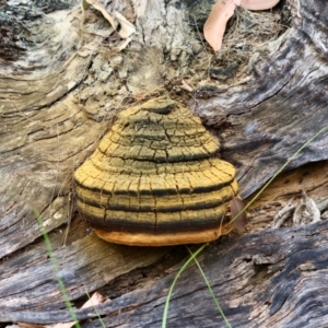 Phellinus sp. at Moruya, NSW - suppressed