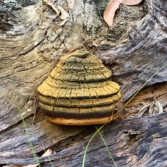 Phellinus sp. (Phellinus sp.) at Moruya, NSW - 10 Mar 2024 by LisaH