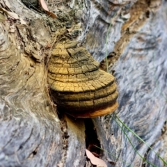 Phellinus sp. at Moruya, NSW - suppressed