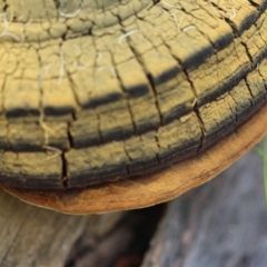 Phellinus sp. at suppressed - 11 Mar 2024