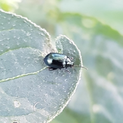 Arsipoda sp. (genus) (A flea beetle) at Budjan Galindji (Franklin Grassland) Reserve - 4 Mar 2024 by HappyWanderer