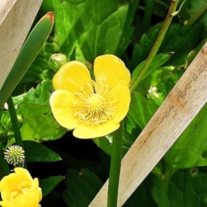 Ranunculus repens at Goulburn, NSW - 2 Nov 2023