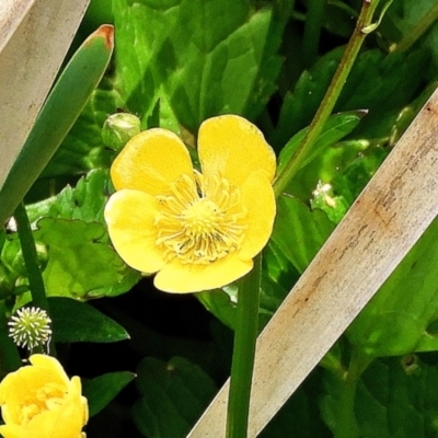 Ranunculus repens (Creeping Buttercup) at Goulburn, NSW - 1 Nov 2023 by Milly