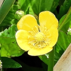 Ranunculus repens at Goulburn, NSW - 2 Nov 2023 08:42 AM