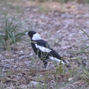 Gymnorhina tibicen at North Mitchell Grassland  (NMG) - 4 Mar 2024 06:31 PM