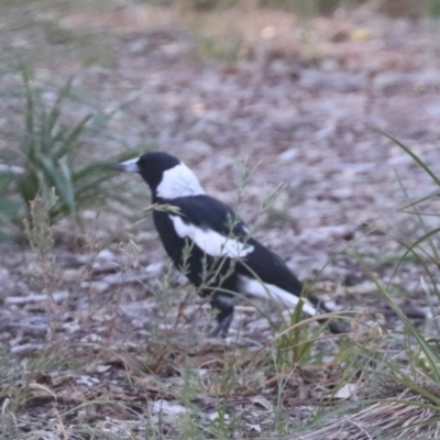 Gymnorhina tibicen (Australian Magpie) at North Mitchell Grassland  (NMG) - 4 Mar 2024 by HappyWanderer