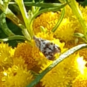 Tebenna micalis at North Mitchell Grassland  (NMG) - 4 Mar 2024 06:05 PM