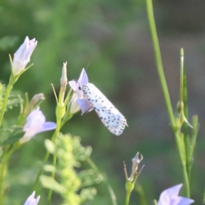 Utetheisa (genus) (A tiger moth) at Franklin, ACT - 4 Mar 2024 by HappyWanderer