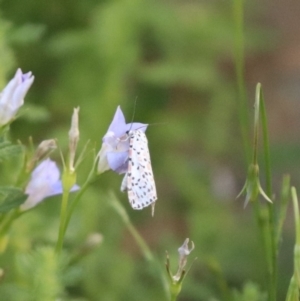 Utetheisa (genus) at Undefined Area - 4 Mar 2024 05:47 PM