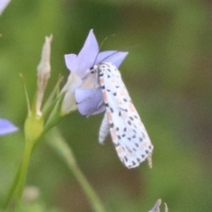 Utetheisa (genus) at Undefined Area - 4 Mar 2024 05:47 PM