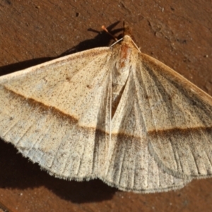 Epidesmia tryxaria at Moruya, NSW - 11 Mar 2024