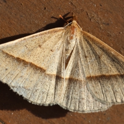 Epidesmia tryxaria (Neat Epidesmia) at Moruya, NSW - 11 Mar 2024 by LisaH