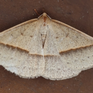 Epidesmia tryxaria at Moruya, NSW - 11 Mar 2024