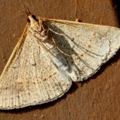 Epidesmia tryxaria at Moruya, NSW - 11 Mar 2024