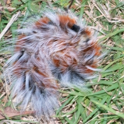 Anthela varia (Hairy Mary) at Googong, NSW - 11 Mar 2024 by WHall