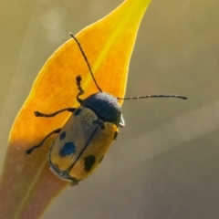 Cadmus (Cadmus) litigiosus (Leaf beetle) at Googong, NSW - 10 Mar 2024 by WHall