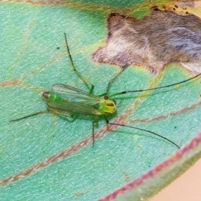 Chironomidae (family) (Non-biting Midge) at QPRC LGA - 10 Mar 2024 by WHall