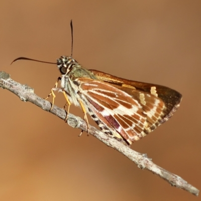 Hesperilla picta (Painted Skipper) at Broulee Moruya Nature Observation Area - 10 Mar 2024 by LisaH