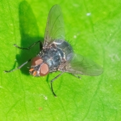 Calliphora vicina (European bluebottle) at ANBG - 27 Feb 2024 by WHall