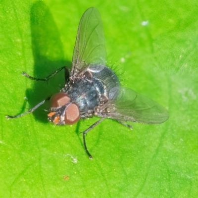 Calliphora vicina (European bluebottle) at ANBG - 28 Feb 2024 by WHall