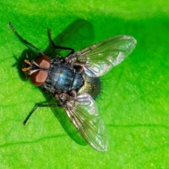 Calliphora vicina at ANBG - 28 Feb 2024