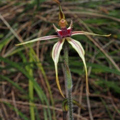 Caladenia longiclavata (Clubbed Spider Orchid) at Walliston, WA - 4 Aug 2023 by sarraj