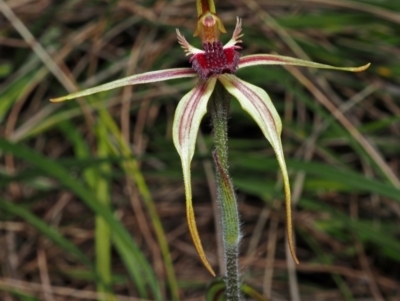 Caladenia longiclavata (Clubbed Spider Orchid) at Walliston, WA - 4 Aug 2023 by sarraj