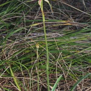 Caladenia longiclavata at Walliston, WA - suppressed