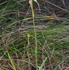 Caladenia longiclavata at Walliston, WA - 4 Aug 2023