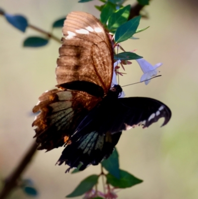 Papilio aegeus (Orchard Swallowtail, Large Citrus Butterfly) at Broulee Moruya Nature Observation Area - 10 Mar 2024 by LisaH