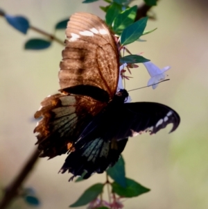 Papilio aegeus at Moruya, NSW - 10 Mar 2024