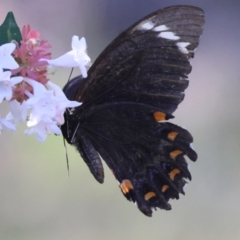 Papilio aegeus at Moruya, NSW - 10 Mar 2024