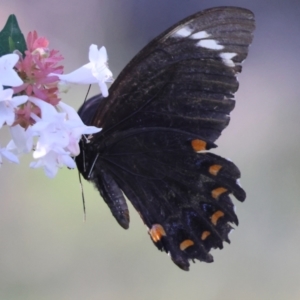 Papilio aegeus at Moruya, NSW - suppressed