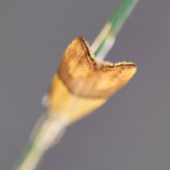 Crocanthes prasinopis at Moruya, NSW - suppressed