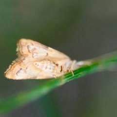 Crocanthes prasinopis at Moruya, NSW - 10 Mar 2024