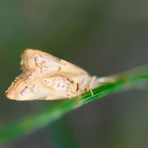 Crocanthes prasinopis at Moruya, NSW - suppressed