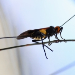 Callibracon sp. (genus) (A White Flank Black Braconid Wasp) at Broulee Moruya Nature Observation Area - 10 Mar 2024 by LisaH