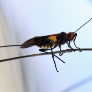 Callibracon sp. (genus) at Moruya, NSW - suppressed