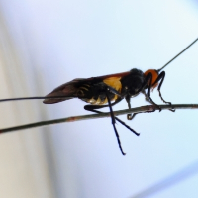 Callibracon sp. (genus) (A White Flank Black Braconid Wasp) at Broulee Moruya Nature Observation Area - 10 Mar 2024 by LisaH