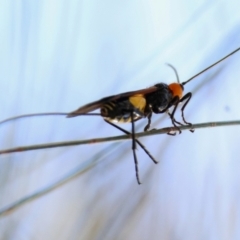 Callibracon sp. (genus) at Moruya, NSW - suppressed