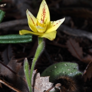 Caladenia flava at Breton Bay, WA - suppressed