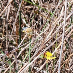 Amegilla sp. (genus) at St Marks Grassland (SMN) - 8 Mar 2024