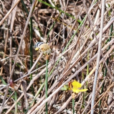 Amegilla sp. (genus) (Blue Banded Bee) at Saint Marks Grassland - Barton ACT - 8 Mar 2024 by Cormac