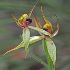 Caladenia macrostylis (Leaping Spider Orchid) at Banyowla Regional Park - 10 Sep 2023 by sarraj