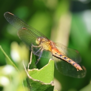 Diplacodes melanopsis at Moruya, NSW - 10 Mar 2024